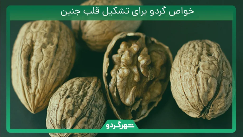 خواص گردو برای تشکیل قلب جنین
