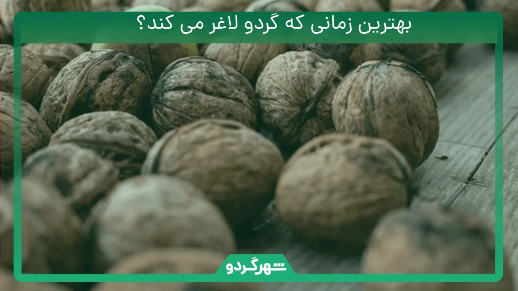 بهترین زمانی که گردو لاغر می کند