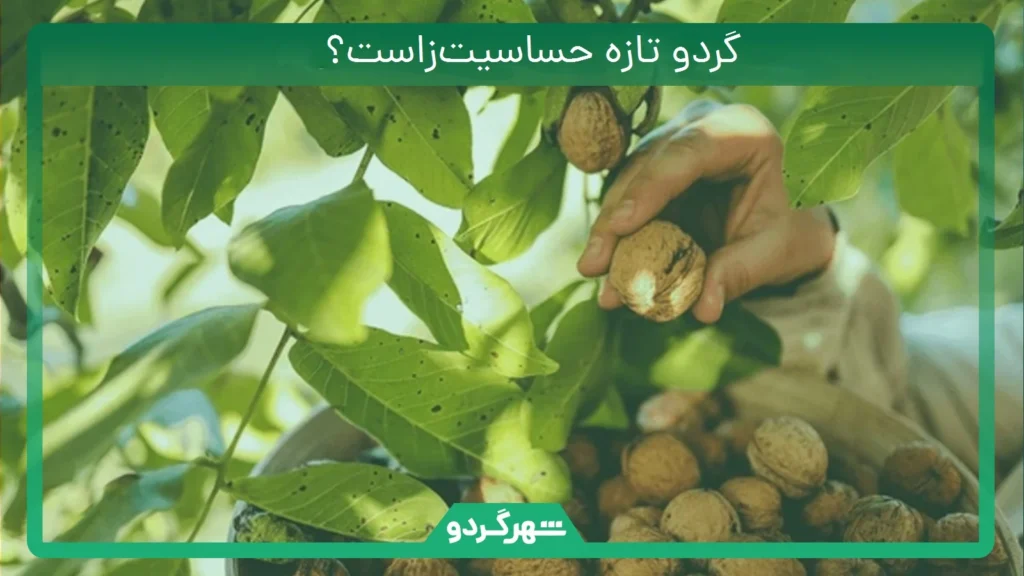 گردو تازه حساسیتزاست